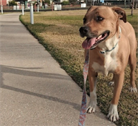 Whispers and Wags Pet and House Sitting - Charleville